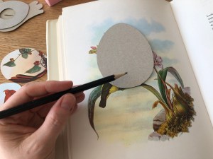 Skabelon til fugleæg